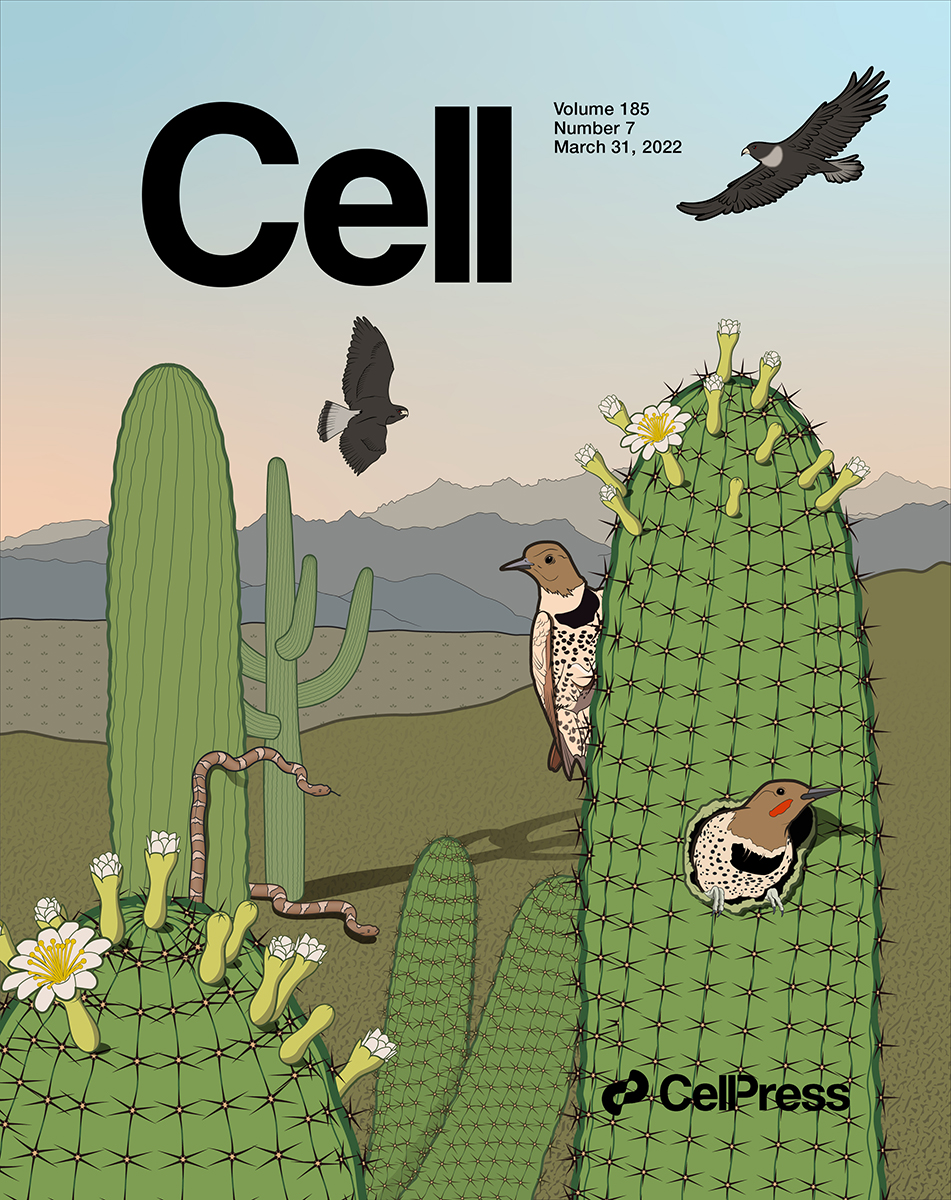 Cell cover illustration