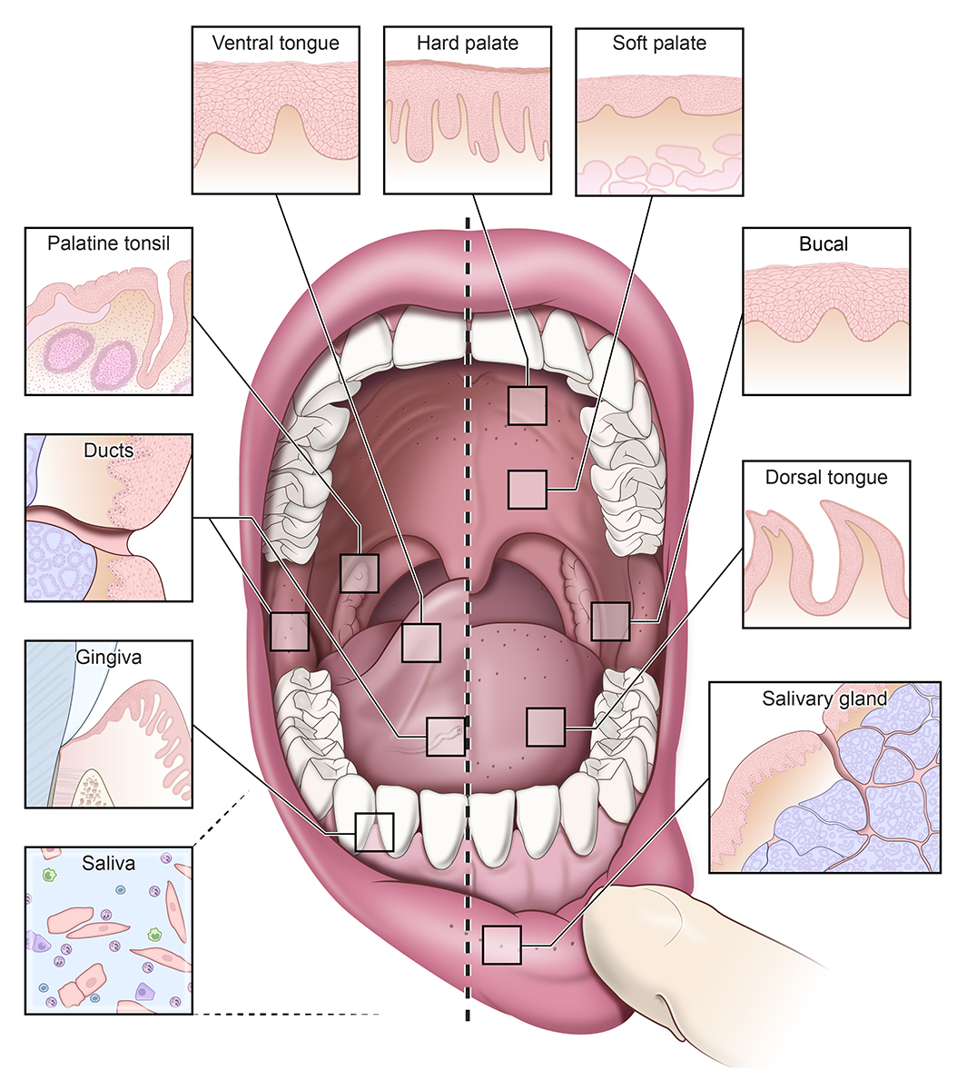 Oral COVID sites