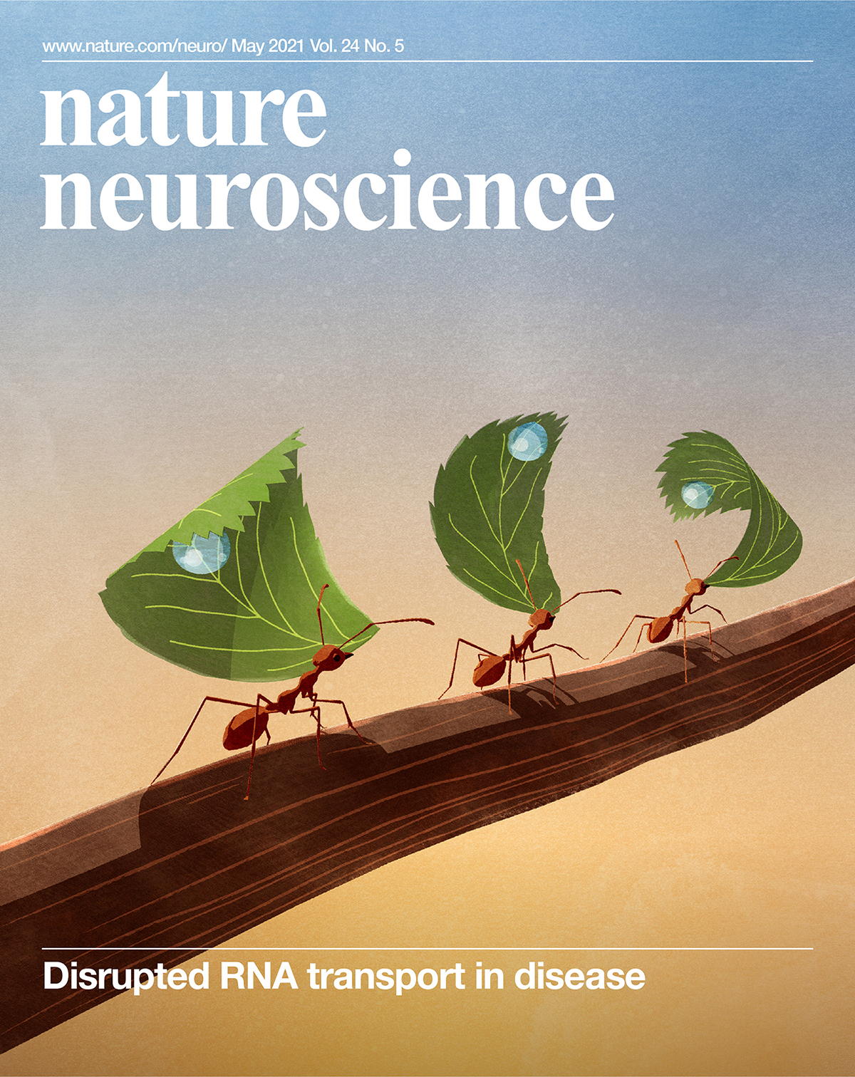 Nature Neuroscience cover illustration