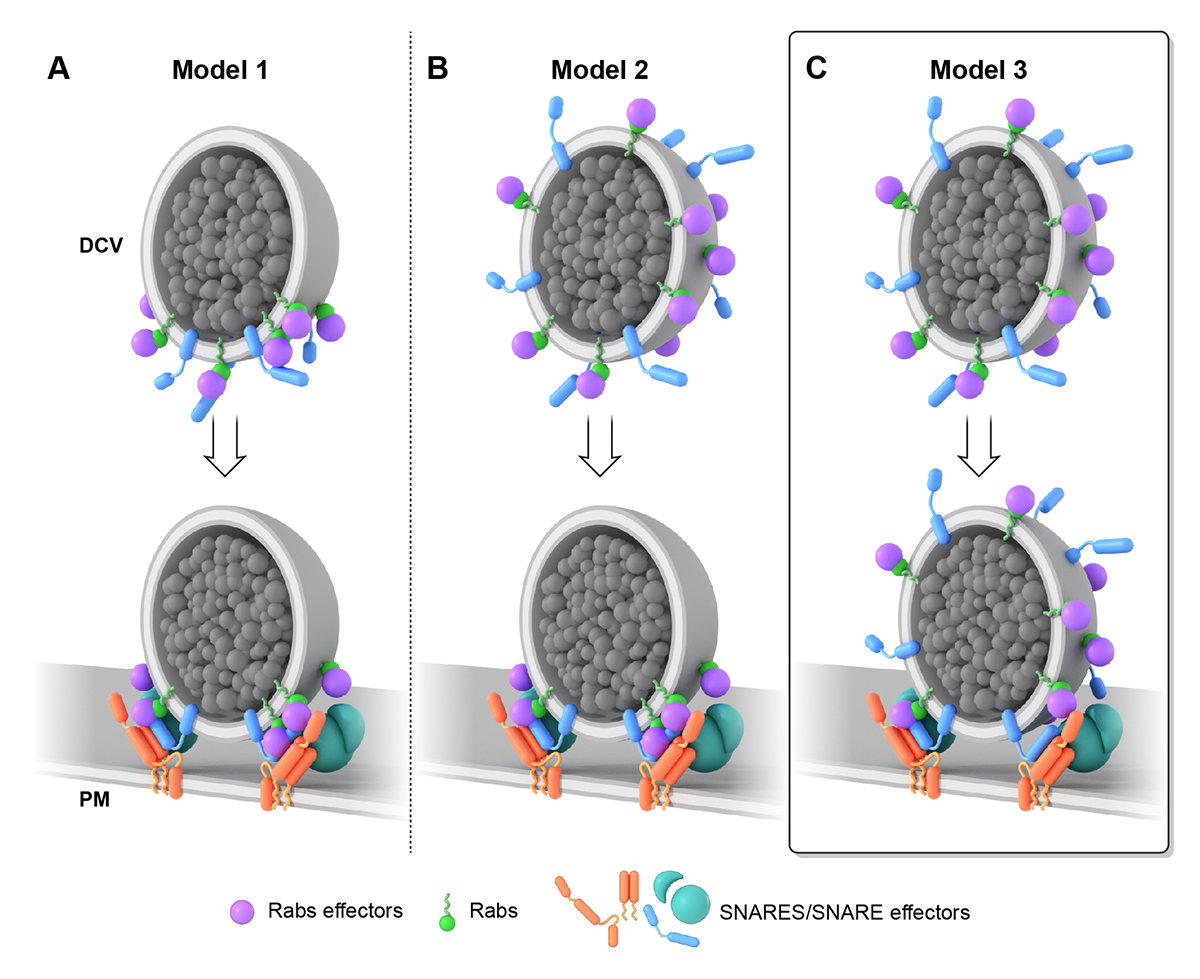 The nanoscale molecular morphology of docked exocytic dense-core vesicles in neuroendocrine cells