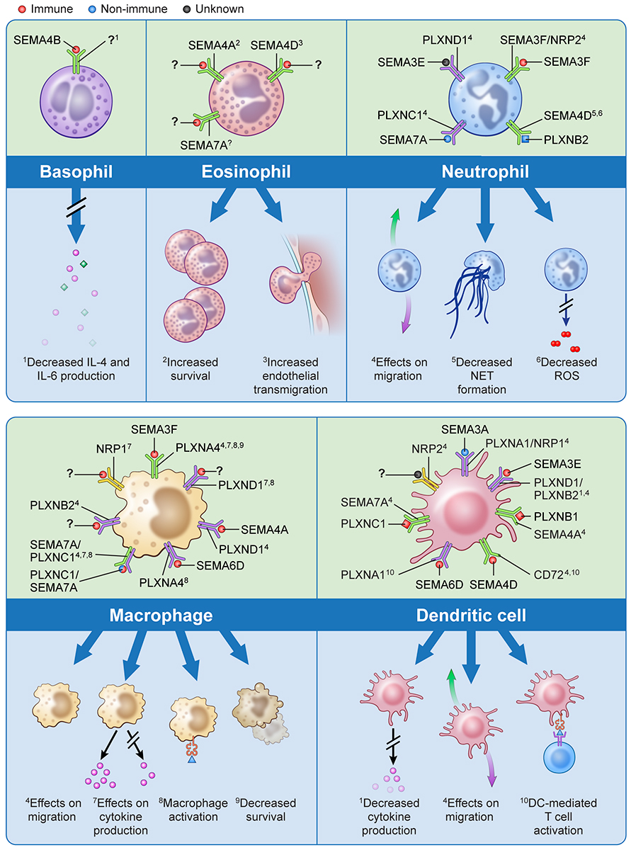 Effects of semaphorins and their receptors on cells of the innate immune system