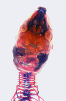 Photography: Photomacroscopy example Photography: Photomacroscopy example