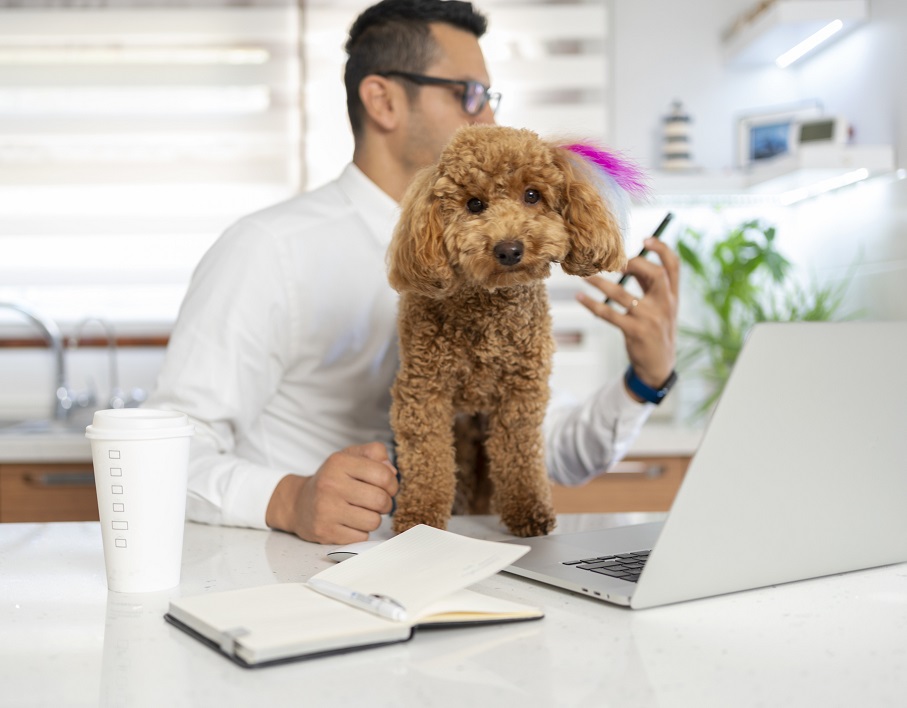 Picture of a brown puppy