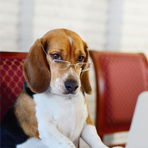 picture of a dog