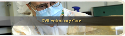 DVR Veterinary Care