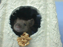 Mouseimage
