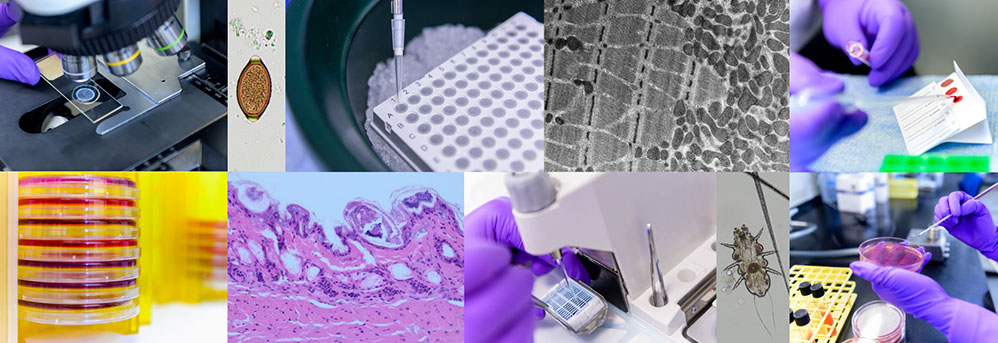 Diagnostic and research image collage