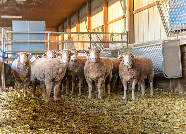 Herd of Sheep in a barn