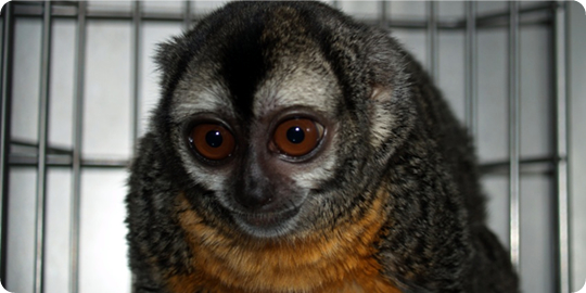 Close-up of Monkey