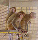 Non-human primates image