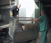 Sheep being transported in crate